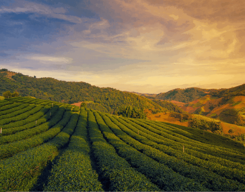 Chiang Mai: Chiang Rai & Doi Mae Salong Tea Plantation Tour - Itinerary Highlights