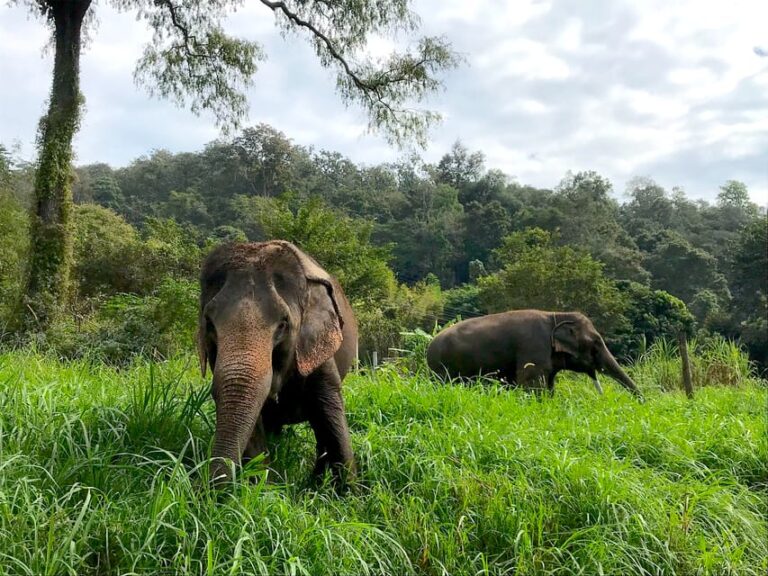 Chiang Mai: Doi Suthep Temple & Elephant Sanctuary Day Trip