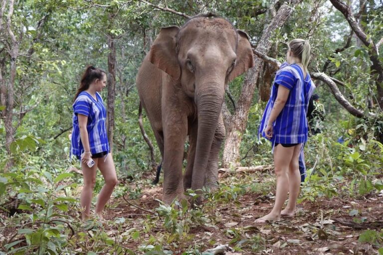 Chiang Mai: Elephant Dream Project Sanctuary – Full Day