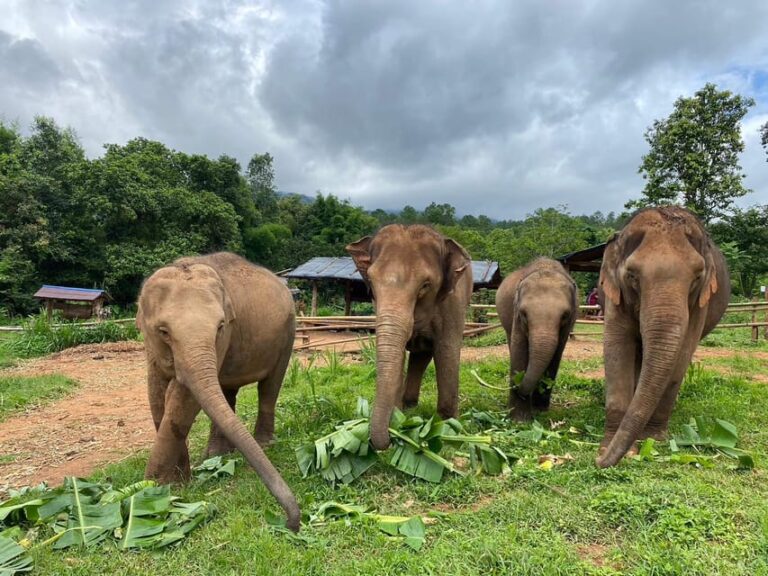 Chiang Mai: Elephant Dream Project Sanctuary – Half-Day