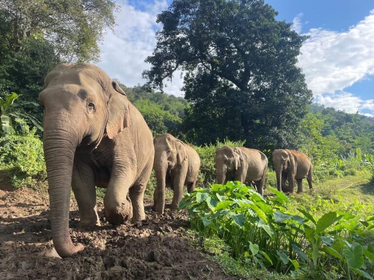 Chiang Mai: Ethical Elephant Sanctuary Day Tour & Lunch