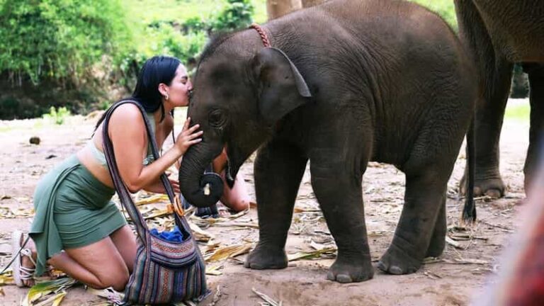 Chiang Mai: Half Day Living Green Elephant Sanctuary