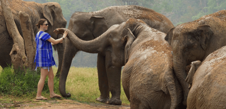 Chiang Mai: Half Day Walking With Giant Elephants