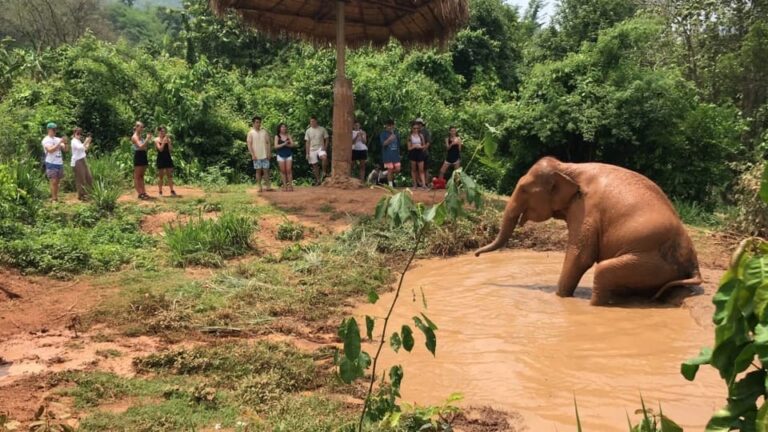 Chiang Mai: Top Rated Elephant Afternoon Tour (Starts 12PM)