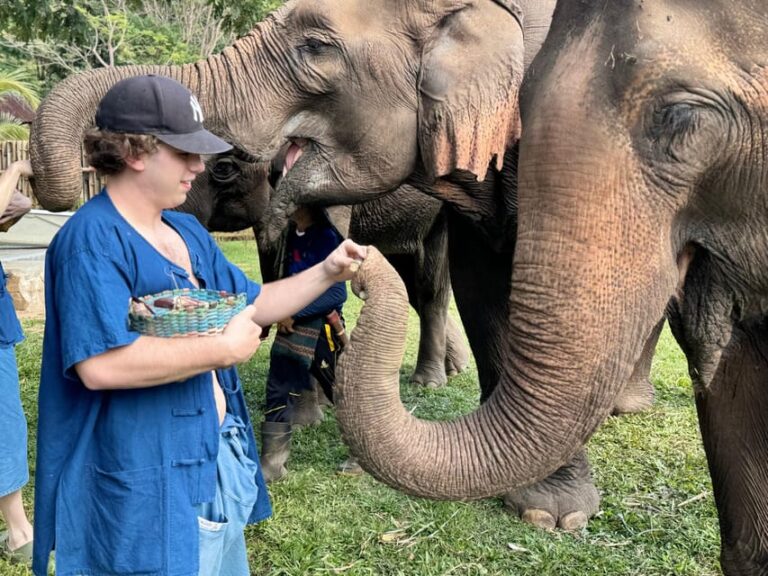 Chiang Mai Tour: Bua Tong Sticky Waterfall & Elephant Care