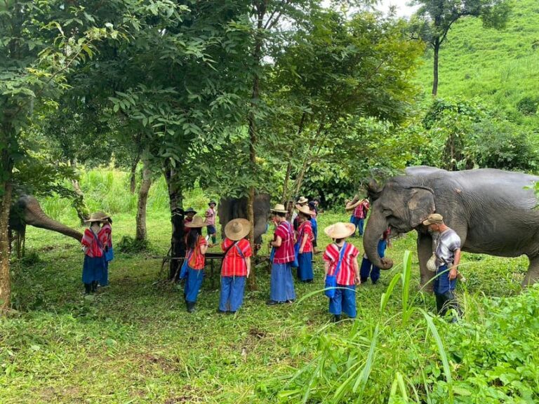 Chiang Rai:Experience the Way of the Elephants [Half-Day]