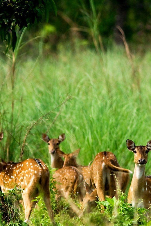 Chitwan 1 Night 2 Day Wildlife Adventure - Overview of the Adventure