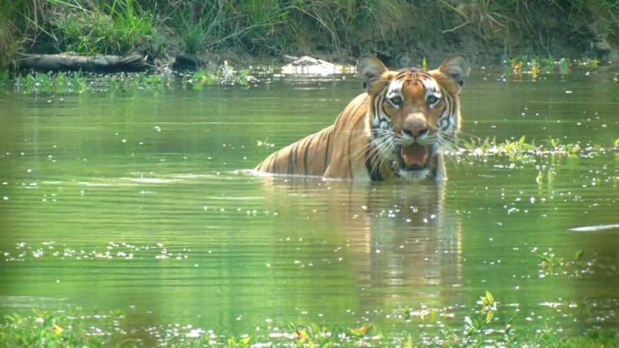 Chitwan: 3-Day National Park Tour With Wildlife Safari - Tour Overview and Pricing