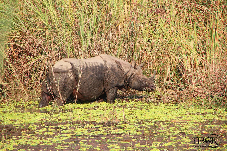 Chitwan Jungle Safari 2 Nights 3 Days - Overview of the Safari