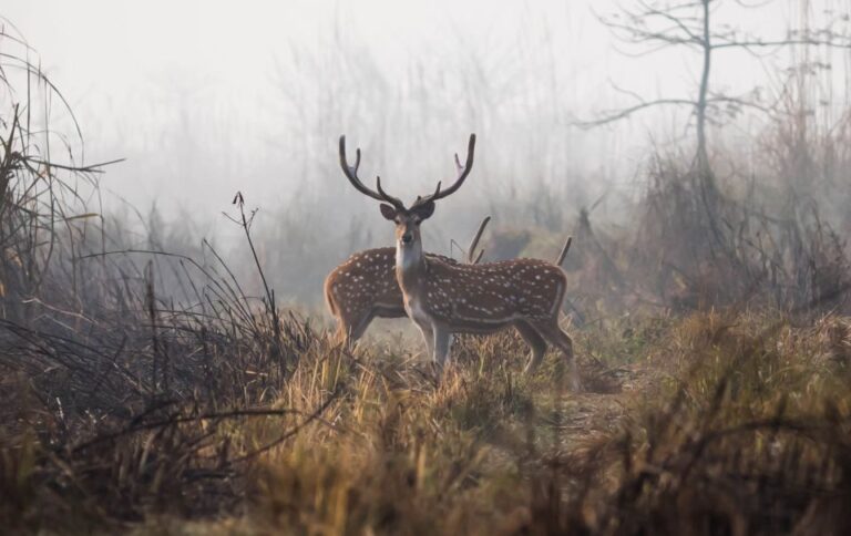 Chitwan Jungle Safari 3 Night 4 Days