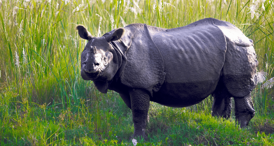 Chitwan Tour-Rhino Safari in Nepal - Customer Testimonials