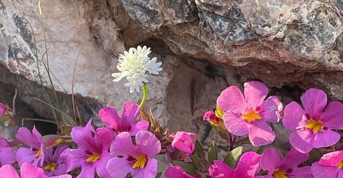 Claremont: California Botanic Garden Half Day Tour - Tour Overview and Pricing