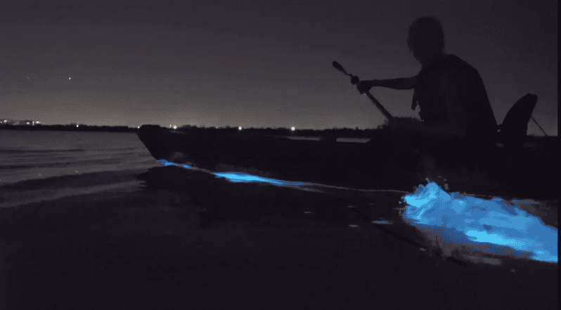 Cocoa Beach/Merritt Island:Bioluminescent Kayak Tour - Bioluminescent Plankton and Comb Jellies