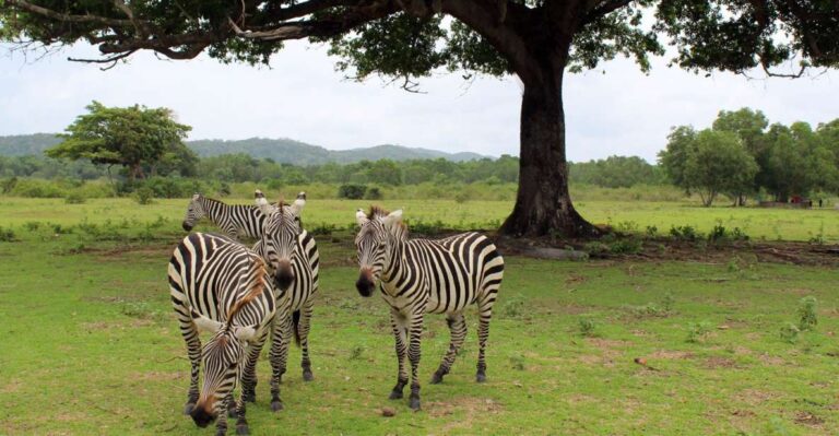 Coron: Black Island & Calauit Private Safari Tour