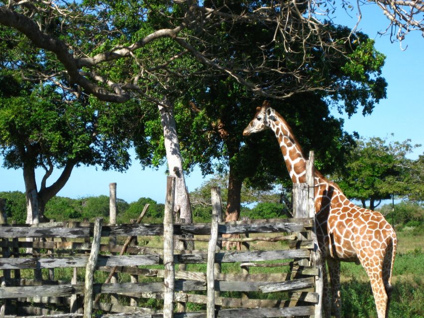 Coron: Calauit Safari Adventure - Activity Overview