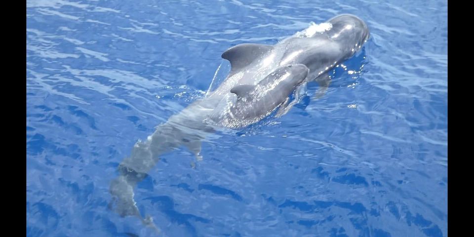 Costa Adeje: Whale and Dolphin Cruise With Food and Pickup - Activity Overview