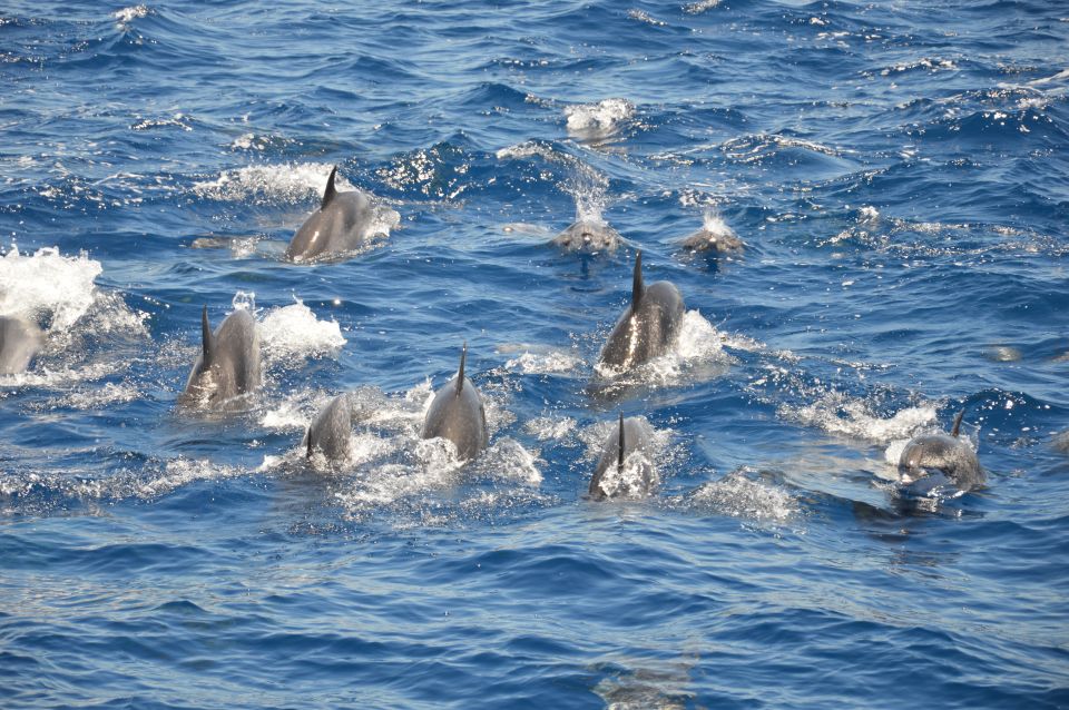 Costa Adeje: Whale and Dolphin Watching Tour by Yacht - Experience Highlights