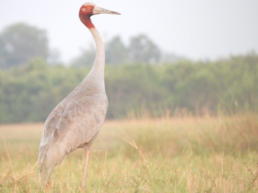 CRANES OF THE MEKONG by Discovery Center, Kep West - Overview of Cranes of the Mekong