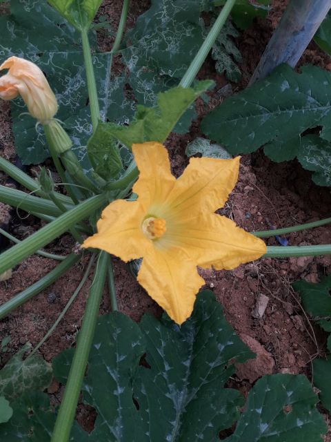 Cretan Farm Tour With Cheese-Making & Food Picnic - Key Highlights