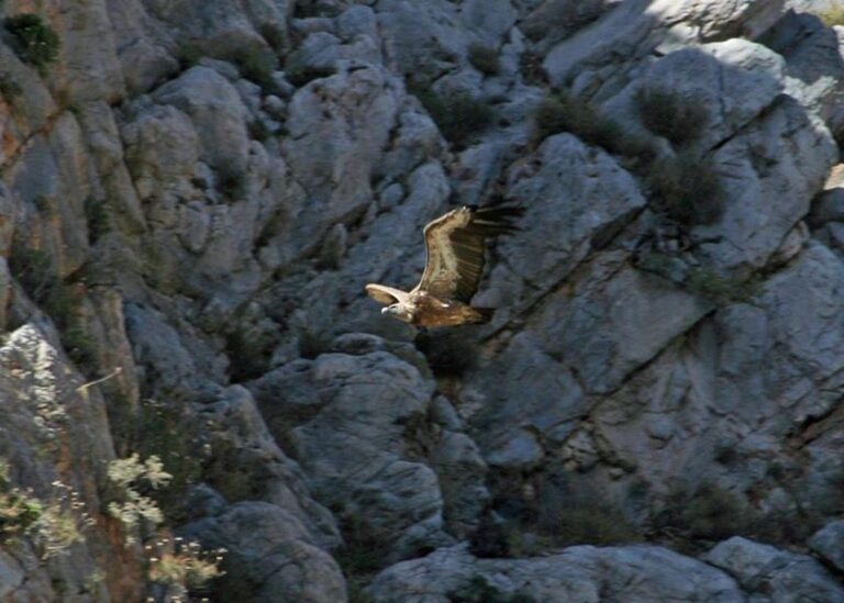 Crete: Land Rover Safari Through Katharo Plateau