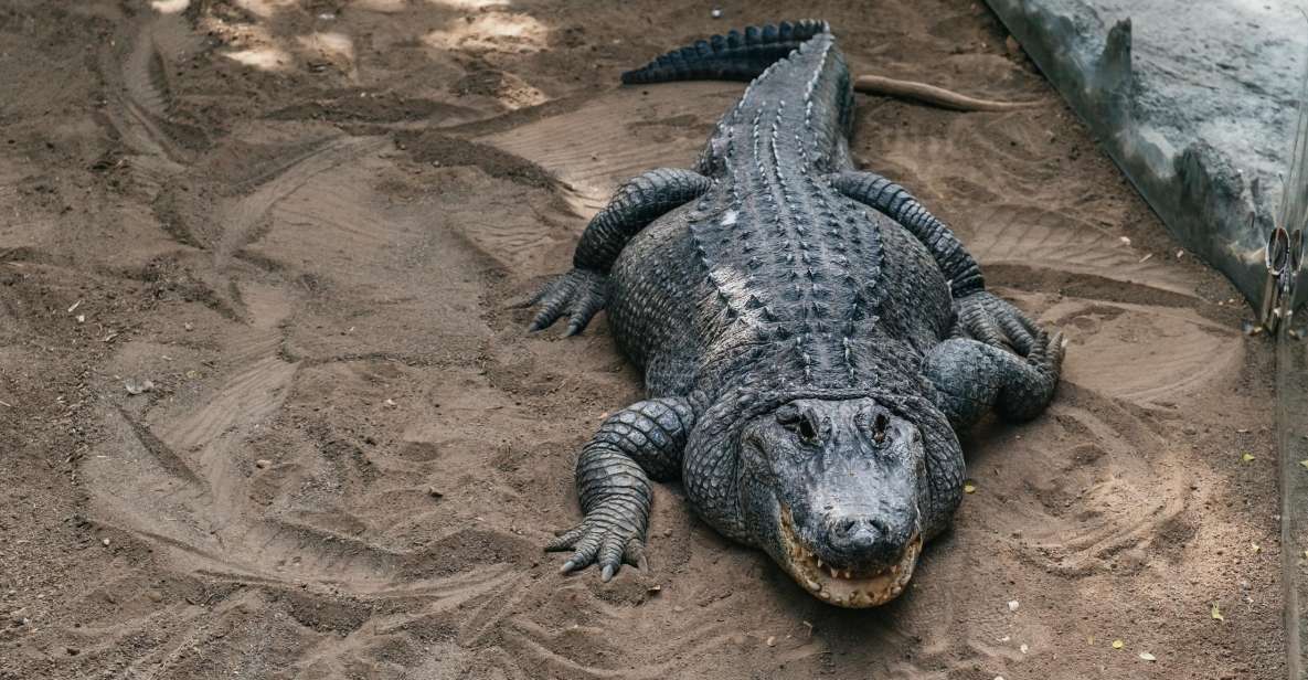 Crocodile Park Zoo Entry Ticket - Ticket Information and Pricing