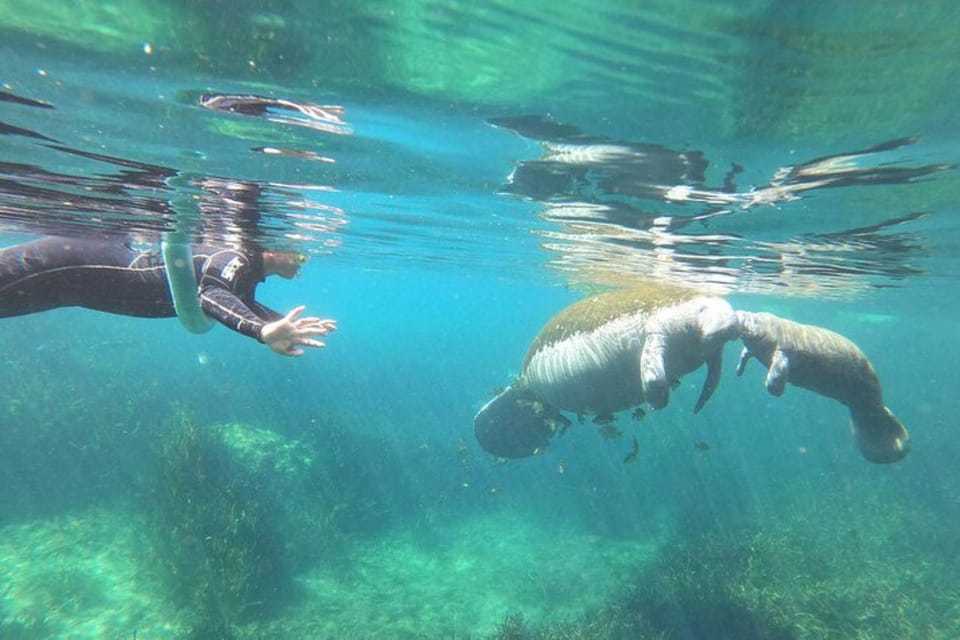 Crystal River: Manatee Snorkel With In-Water Guide - Tour Overview