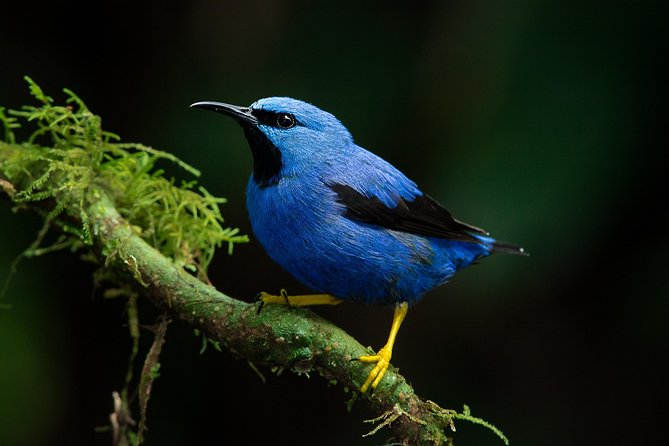 Deluxe Private Bird Watching Tour | Manuel Antonio - Tour Overview