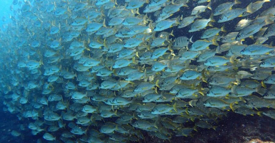 Discover Scuba Diving Experience