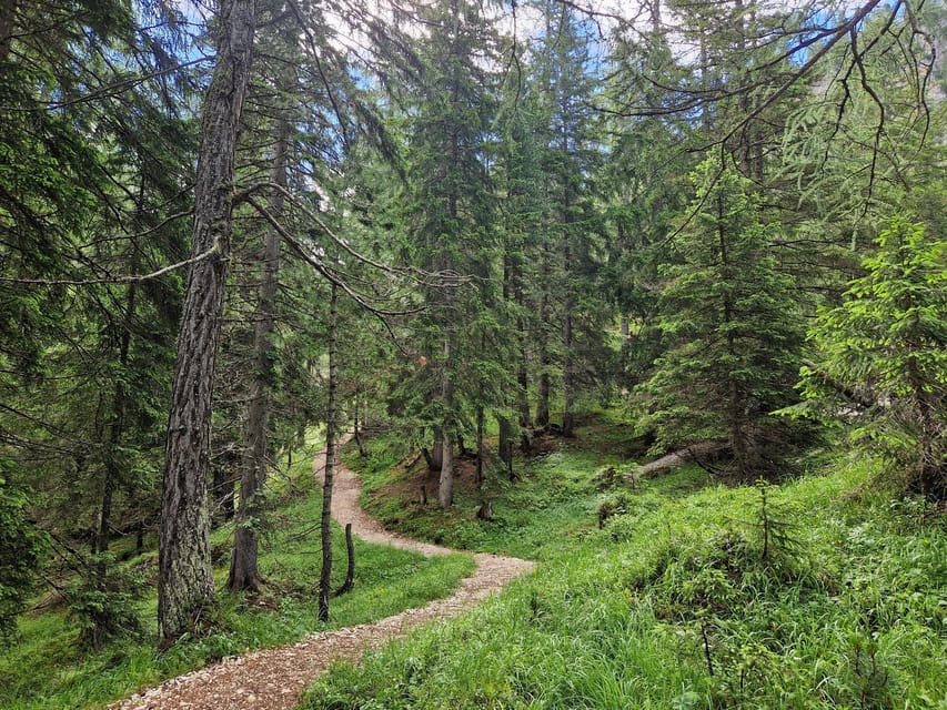 Dolomites: Experiences With the 5 Senses in the Forest - Overview of the Activity