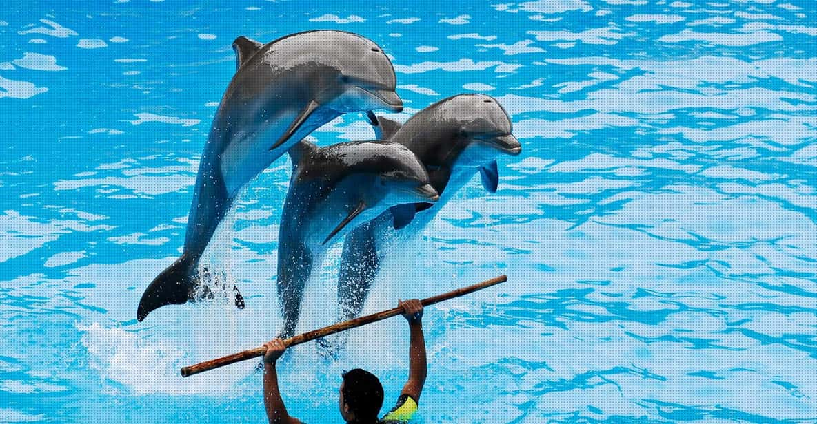 Dolphin Park Entry With Live Show and Pickup - Ticket Pricing and Details