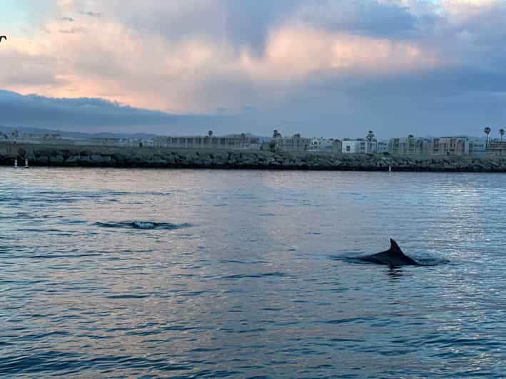 Dolphin Sightings Tour