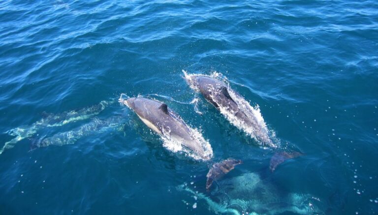 Dolphin Watching in Trincomalee