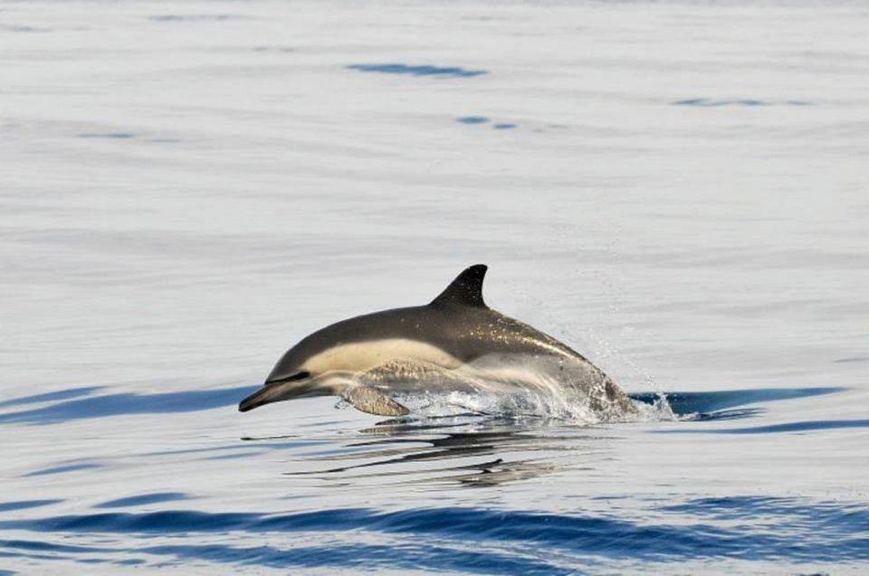 Dolphins Watching With Beach Day in Tarifa From Seville - Itinerary and Transportation