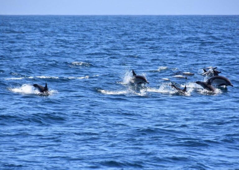 Dumaguete Manjuyod Sand Bar & Dolphin Watching