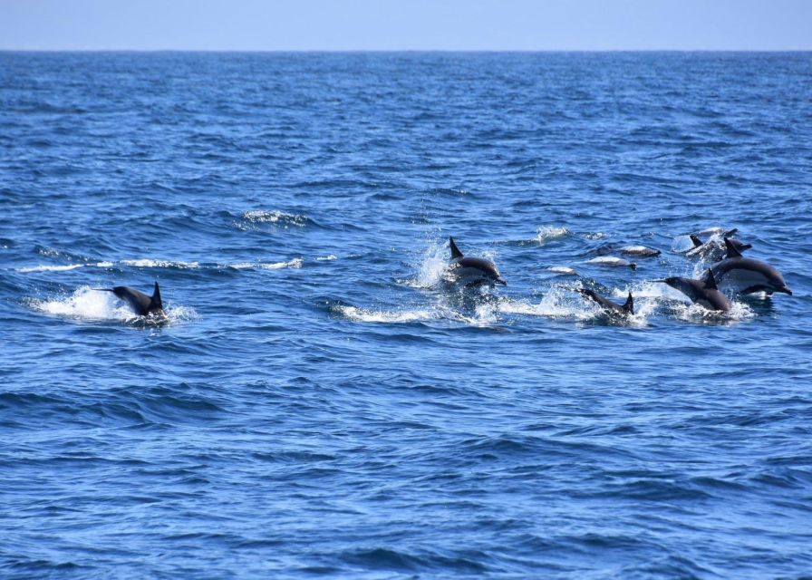 Dumaguete Manjuyod Sand Bar & Dolphin Watching - Activity Overview