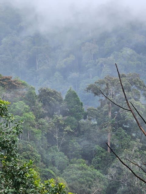 Early Bird Rainforest Walk & Forest Bathing