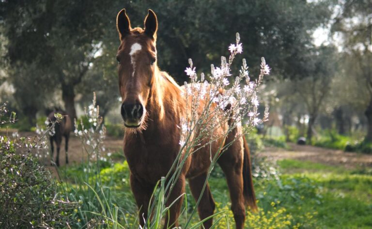 El Palmar: Reconnect Thanks to Coaching With Horses