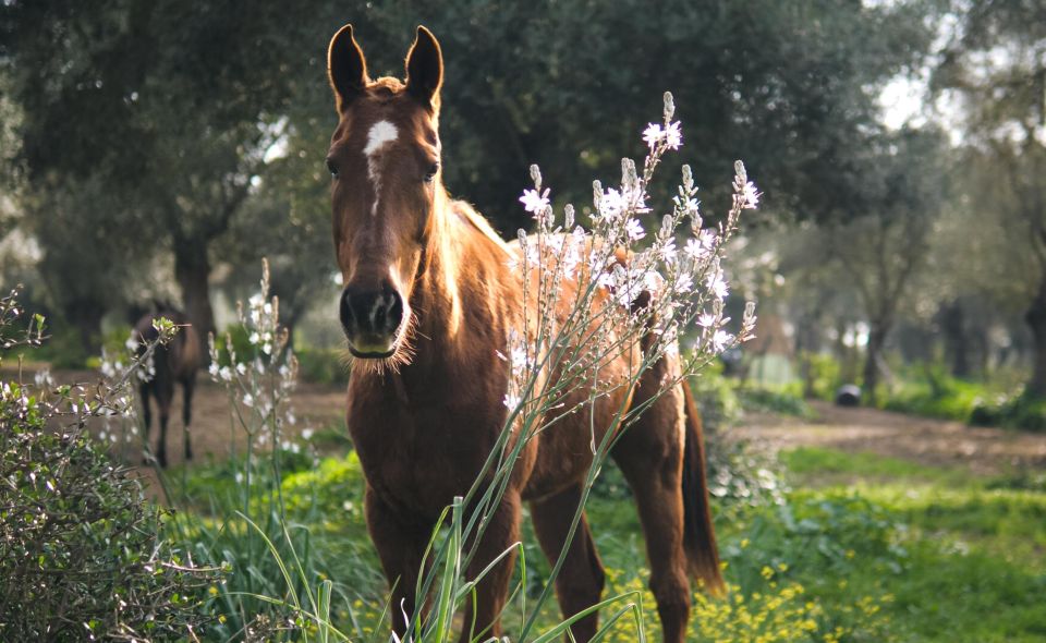 El Palmar: Reconnect Thanks to Coaching With Horses - Transformative Coaching Through Horses