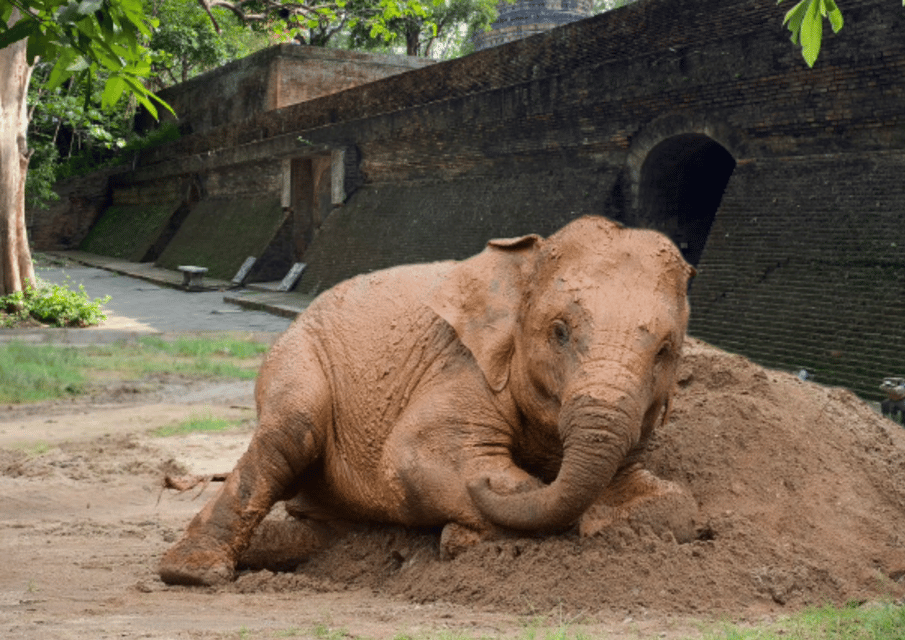 Elephant Care With Wat Umong, Doi Suthep and Night City View - Itinerary and Pickup Details