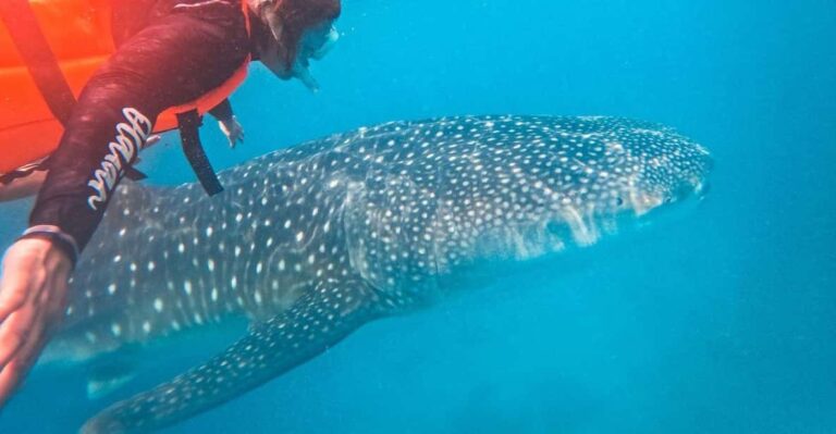 Encounter Giants: Taug Whaleshark Snorkeling Adventure Tour