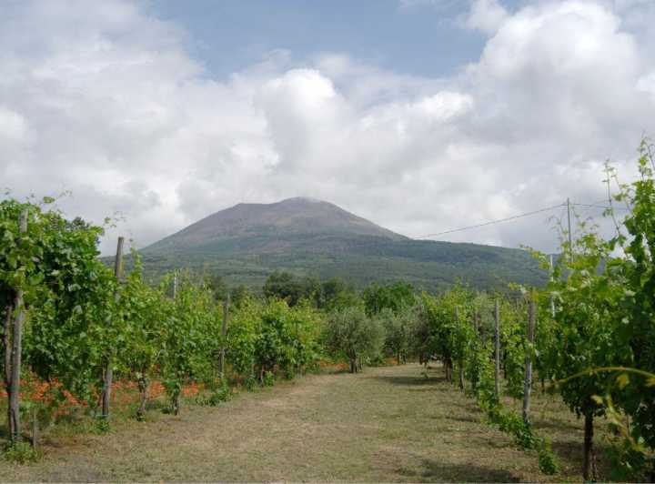 Ercolano Vineyards, View Cellar Wine Tasting and Brunch