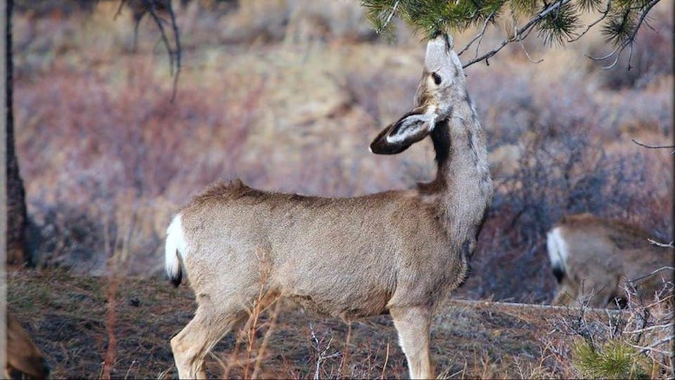 Estes Park: Bear Lake Corridor Tour - Tour Overview