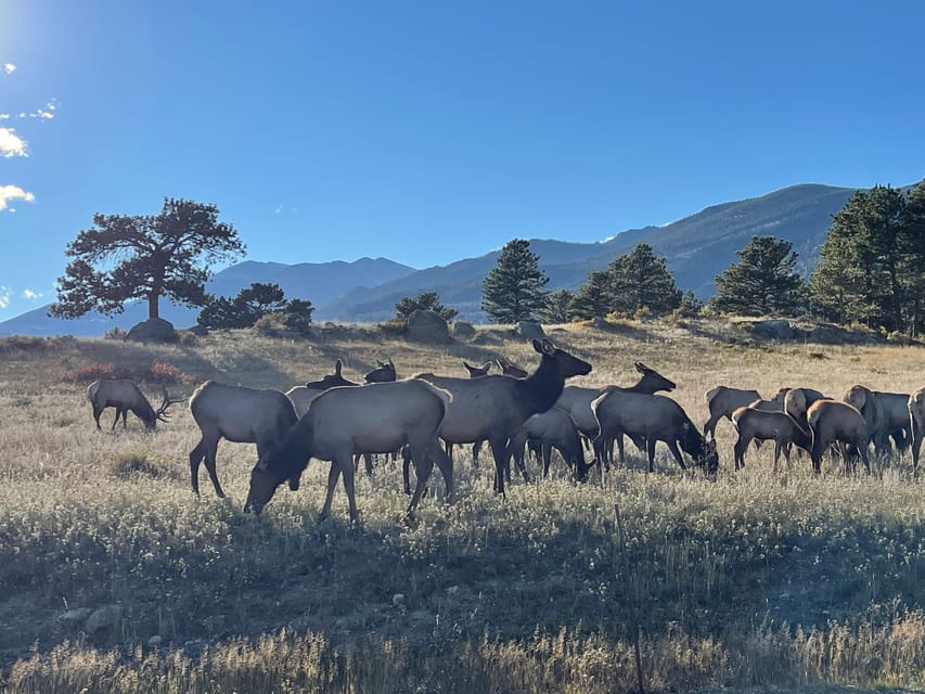 Estes Park: Guided Sunset Elk Mating Ritual Tour - Tour Overview