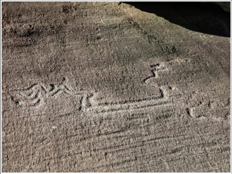 FAUNA AND FLORA OF EXPOSED AND ENGRAVED ROCKS