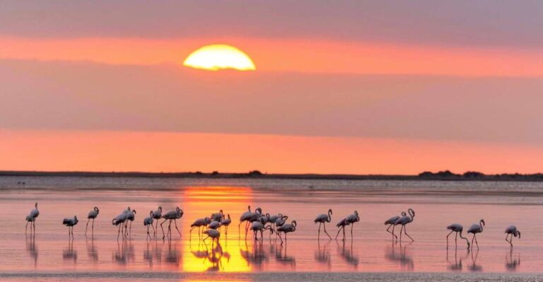 Flamingo-Birdwatching in the Ebro Delta at Sunset