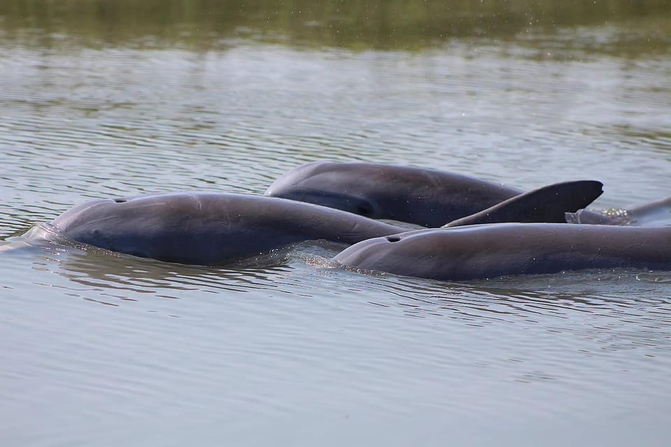 Folly Beach Dolphin Viewing Boat Excursion - Excursion Overview