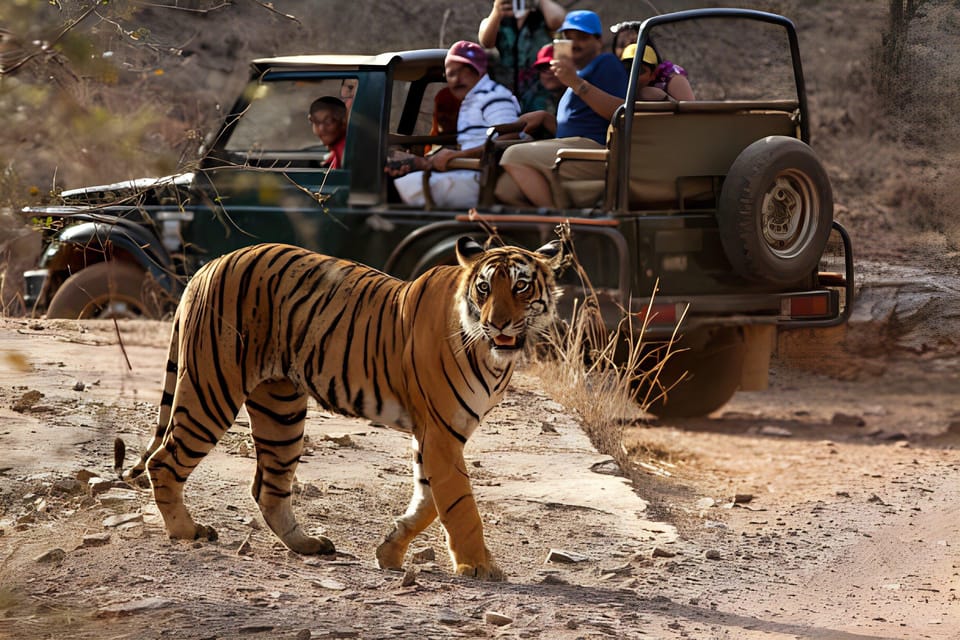 From Agra: 2 Days 1 Night Ranthambore Tiger Safari Tour - Tour Overview and Pricing