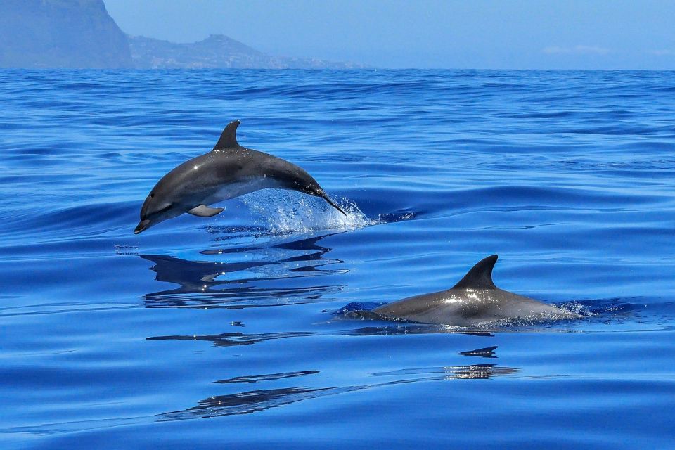 From Alcudia: Sunrise Dolphin Watching Boat Tour - Tour Overview and Pricing