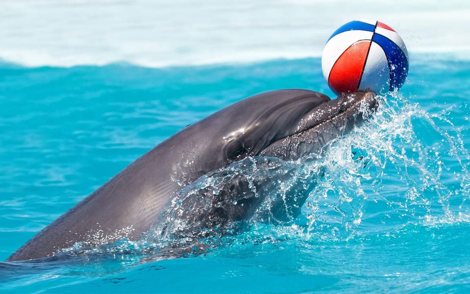 From Antalya Dolphin Show - Ticket Information and Pricing