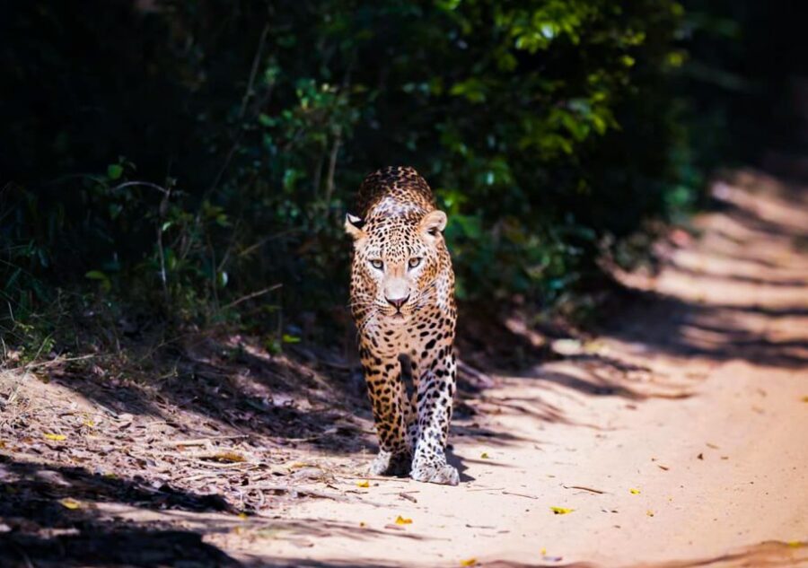 From Anuradhapura: Full-Day Wilpattu National Park Safari